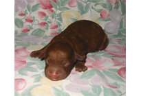 �ԍ��F18005�@�v�[�h���E�g�C�@���b�h�@���X�@3/1��