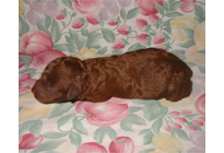 �ԍ��F18005�@�v�[�h���E�g�C�@���b�h�@���X�@3/1��