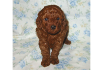 �ԍ��F18005�@�v�[�h���E�g�C�@���b�h�@���X�@3/1��