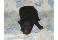 �ԍ��F18006�@�v�[�h���E�g�C�@�u���E���@�I�X�@3/23��