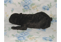 �ԍ��F18006�@�v�[�h���E�g�C�@�u���E���@�I�X�@3/23��