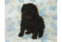 �ԍ��F18006�@�v�[�h���E�g�C�@�u���E���@�I�X�@3/23��