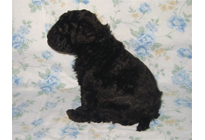 �ԍ��F18006�@�v�[�h���E�g�C�@�u���E���@�I�X�@3/23��