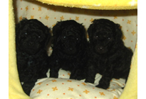 �v�[�h���E�g�C�@�u���E�����u���b�N�@3/23���@�q���B