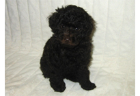 �ԍ��F18006�@�v�[�h���E�g�C�@�u���E���@�I�X�@3/23��