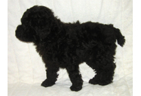 �ԍ��F18006�@�v�[�h���E�g�C�@�u���E���@�I�X�@3/23��