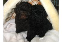 �v�[�h���E�g�C�@�u���E�����u���b�N�@3/23���@�q���B