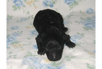 �ԍ��F18007�@�v�[�h���E�g�C�@�u���b�N�@�I�X�@3/23��