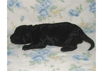 �ԍ��F18007�@�v�[�h���E�g�C�@�u���b�N�@�I�X�@3/23��