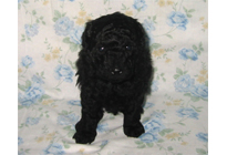 �ԍ��F18007�@�v�[�h���E�g�C�@�u���b�N�@�I�X�@3/23��