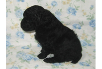 �ԍ��F18007�@�v�[�h���E�g�C�@�u���b�N�@�I�X�@3/23��