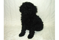 �ԍ��F18008�@�v�[�h���E�g�C�@�u���b�N�@���X�@3/23��