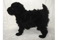 �ԍ��F18008�@�v�[�h���E�g�C�@�u���b�N�@���X�@3/23��