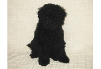 �ԍ��F18008�@�v�[�h���E�g�C�@�u���b�N�@���X�@3/23��