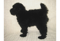 �ԍ��F18008�@�v�[�h���E�g�C�@�u���b�N�@���X�@3/23��