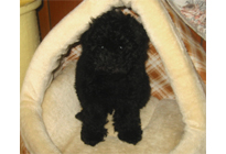 �ԍ��F18008�@�v�[�h���E�g�C�@�u���b�N�@���X�@3/23��