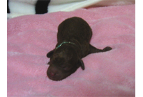 �ԍ��F18009�@�v�[�h���E�g�C�@���b�h�@�I�X�@12/15��