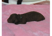 �ԍ��F18009�@�v�[�h���E�g�C�@���b�h�@�I�X�@12/15��