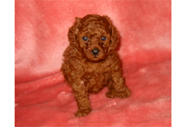 �ԍ��F18009�@�v�[�h���E�g�C�@���b�h�@�I�X�@12/15��