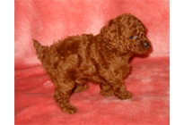 �ԍ��F18009�@�v�[�h���E�g�C�@���b�h�@�I�X�@12/15��