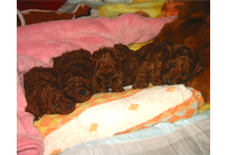 �v�[�h���E�g�C 12/15�� �q���B