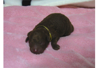 �ԍ��F18010�@�v�[�h���E�g�C�@���b�h�@�I�X�@12/15��