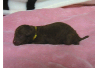 �ԍ��F18010�@�v�[�h���E�g�C�@���b�h�@�I�X�@12/15��