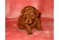 �ԍ��F18010�@�v�[�h���E�g�C�@���b�h�@�I�X�@12/15��