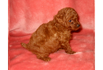 �ԍ��F18010�@�v�[�h���E�g�C�@���b�h�@�I�X�@12/15��