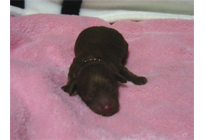 �ԍ��F18011�@�v�[�h���E�g�C�@���b�h�@���X�@12/15��