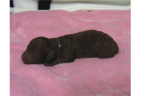 �ԍ��F18011�@�v�[�h���E�g�C�@���b�h�@���X�@12/15��