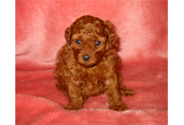 �ԍ��F18011�@�v�[�h���E�g�C�@���b�h�@���X�@12/15��