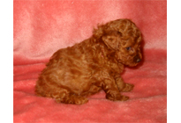 �ԍ��F18011�@�v�[�h���E�g�C�@���b�h�@���X�@12/15��