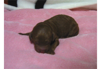 �ԍ��F18012�@�v�[�h���E�g�C�@���b�h�@���X�@12/15��