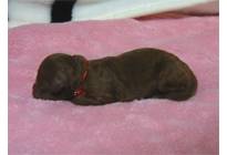 �ԍ��F18012�@�v�[�h���E�g�C�@���b�h�@���X�@12/15��