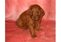 �ԍ��F18012�@�v�[�h���E�g�C�@���b�h�@���X�@12/15��