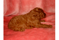 �ԍ��F18012�@�v�[�h���E�g�C�@���b�h�@���X�@12/15��