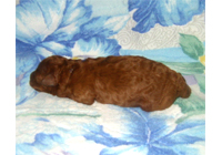 �ԍ��F19001�@�v�[�h���E�g�C�@���b�h�@�I�X�@9/3��