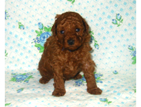 �ԍ��F19001�@�v�[�h���E�g�C�@���b�h�@�I�X�@9/3��