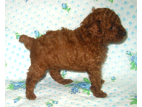 �ԍ��F19001�@�v�[�h���E�g�C�@���b�h�@�I�X�@9/3��