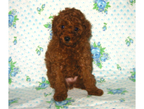 �ԍ��F19001�@�v�[�h���E�g�C�@���b�h�@�I�X�@9/3��