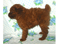 �ԍ��F19001�@�v�[�h���E�g�C�@���b�h�@�I�X�@9/3��