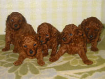 �v�[�h���E�g�C�@���b�h�@9/3�� �q���B