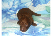 �ԍ��F19002�@�v�[�h���E�g�C�@���b�h�@�I�X�@9/3��