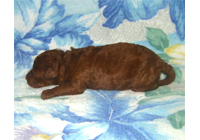 �ԍ��F19002�@�v�[�h���E�g�C�@���b�h�@�I�X�@9/3��