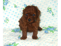 �ԍ��F19002�@�v�[�h���E�g�C�@���b�h�@�I�X�@9/3��