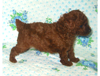 �ԍ��F19002�@�v�[�h���E�g�C�@���b�h�@�I�X�@9/3��