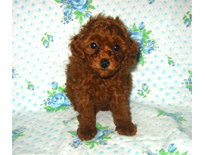 �ԍ��F19002�@�v�[�h���E�g�C�@���b�h�@�I�X�@9/3��