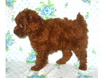 �ԍ��F19001�@�v�[�h���E�g�C�@���b�h�@�I�X�@9/3��