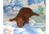 �ԍ��F19003�@�v�[�h���E�g�C�@���b�h�@�I�X�@9/3��